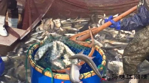 農(nóng)村農(nóng)民這水產(chǎn)養(yǎng)殖技術(shù),這一網(wǎng)捕的魚也太多了,但魚農(nóng)不開心