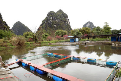 柳江區:鱸魚養殖新模式 激活鄉村振興新產業