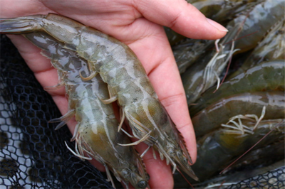 海鮮水產(chǎn)加盟前10名