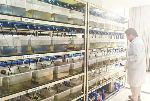 潛江龍蝦 為湖北農(nóng)產(chǎn)品走向全國 邁向世界扛旗打樣