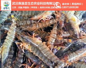 鑫漁圣生態(tài) 圖 成都南美白對蝦養(yǎng)殖 南美白對蝦