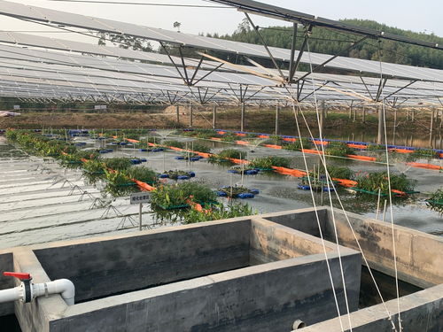 漁光一體 技術(shù)助漁業(yè)畝產(chǎn)量提高50 央廣網(wǎng)