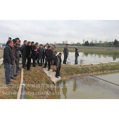 專家來武漢蝦龍水產(chǎn)養(yǎng)殖開發(fā)開展龍蝦養(yǎng)殖技術(shù)研發(fā)工作】價(jià)格_ .