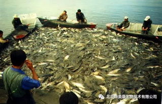 鱸魚養(yǎng)殖技術(shù) 成魚養(yǎng)殖 三