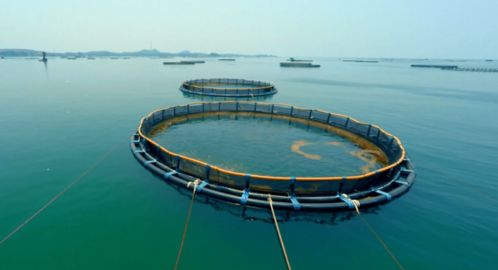 重磅 農業農村部 2025年,水產養殖機械化發展將達到50 以上