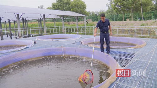 湖北江陵探索水產養殖 零排放 模式