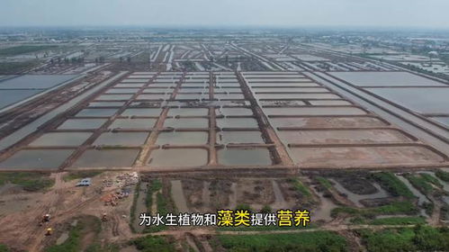 水產養殖中,芽孢桿菌有三大作用 但這4點也需要注意