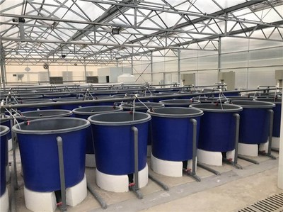 現代高產環保養魚方式-環保養魚-智慧農研