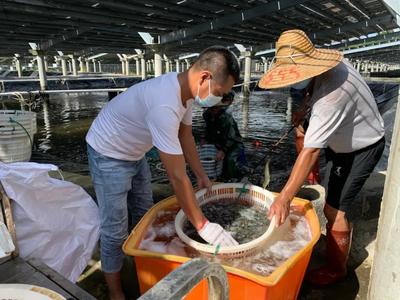 鄉村振興 | 綠色養殖技術加持 南美白對蝦變身脆甜致富蝦