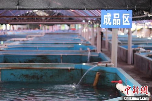 一對臺灣父子的新年期待