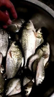 水產養殖的種植型養殖 畜牧型養殖 水產型養殖三大技術模式