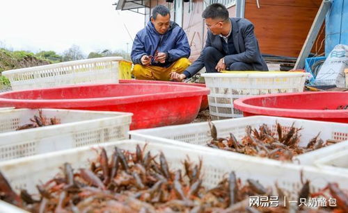 養(yǎng)殖蝦靠抗生素?fù)未?這三個真相越早知道越好