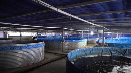 武漢海鮮陸?zhàn)B項(xiàng)目開(kāi)工 年產(chǎn)石斑魚(yú)超50萬(wàn)斤，推動(dòng)水產(chǎn)養(yǎng)殖技術(shù)研發(fā)