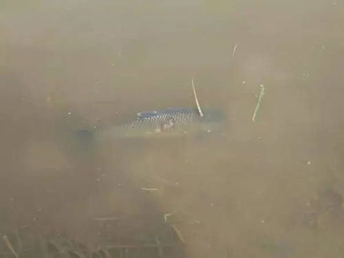 秋冬季節(jié)水產(chǎn)養(yǎng)殖池塘管理與農(nóng)家樂(lè)休閑觀(guān)光服務(wù)綜合策略