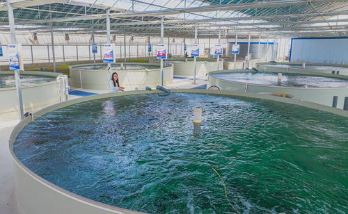 變堿為寶育鮮鱸 尉犁縣探索鄉村振興特色發展路徑